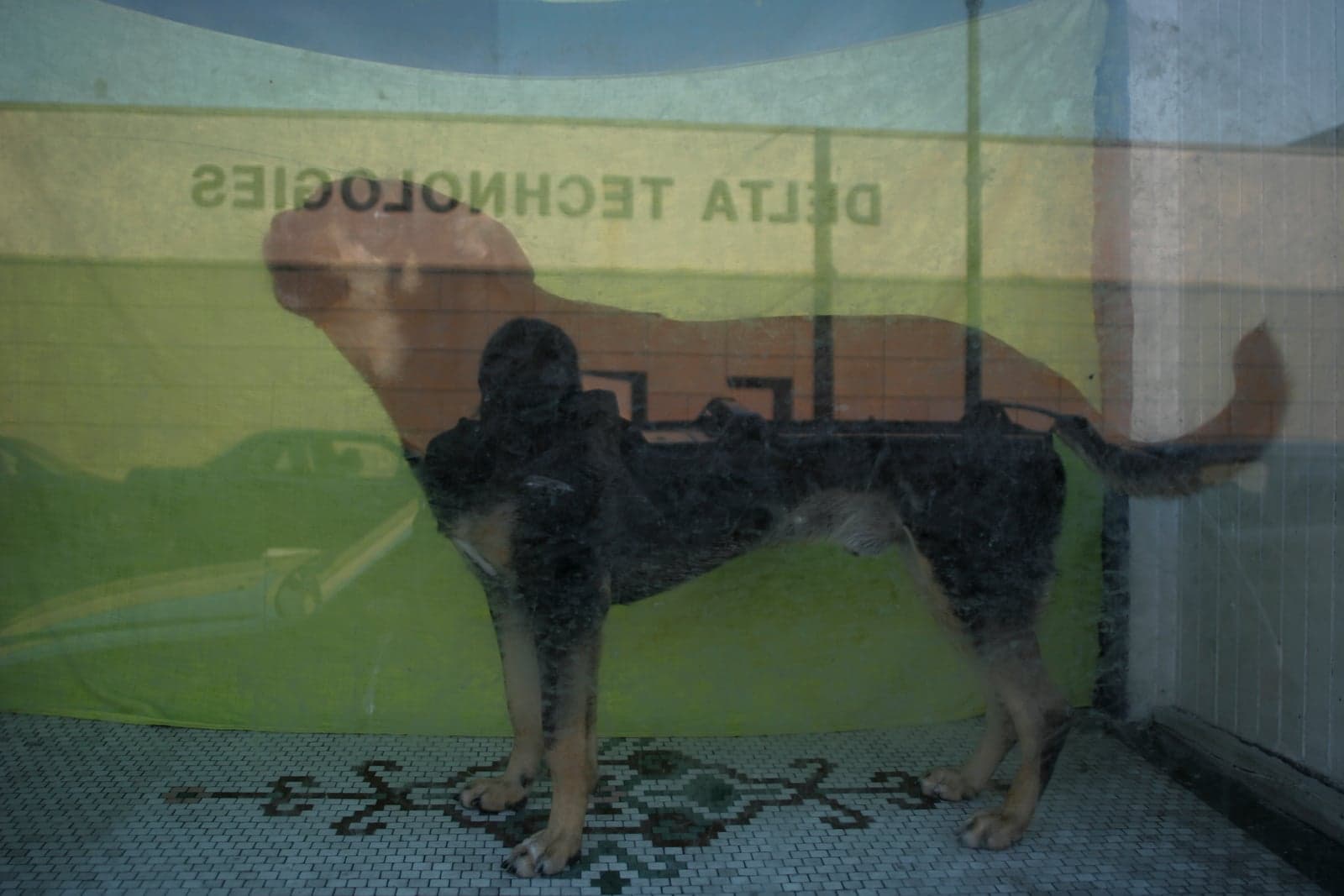 Dog's Reflection Overlays Mirrored Text and Interior Scene in Window