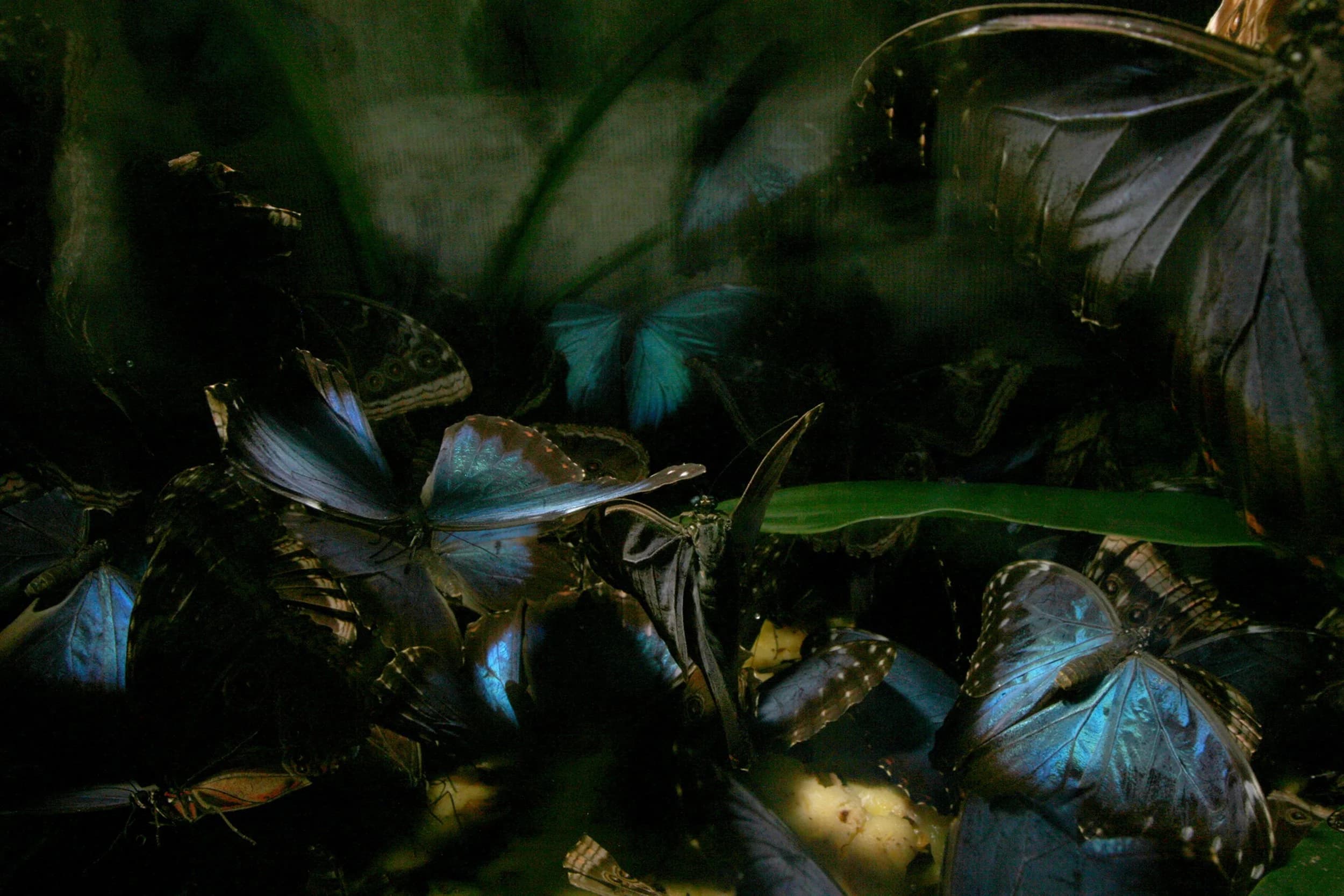 Blz Butterflies