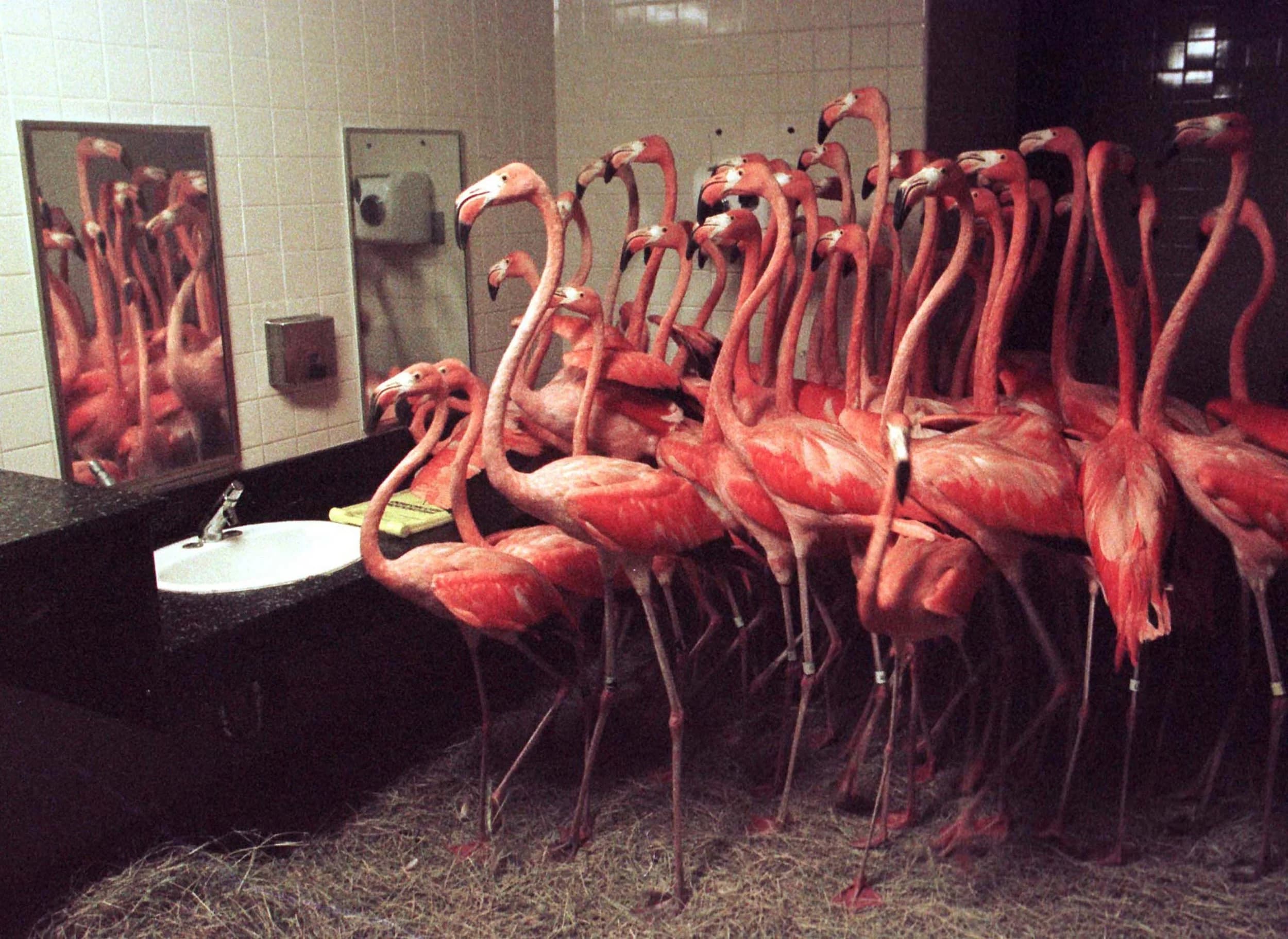 Mia Flamingos
