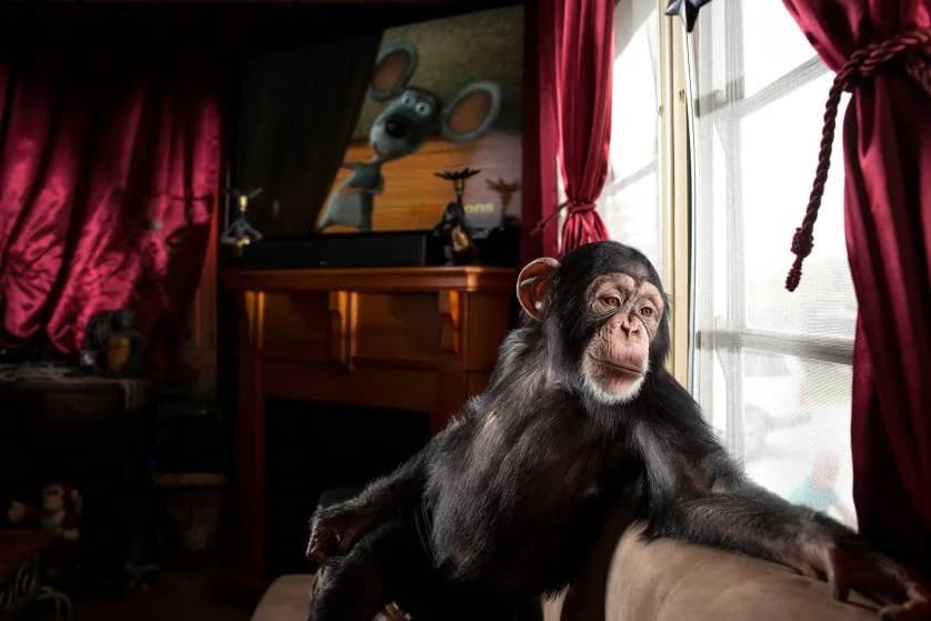 vincent musi animals look3 01